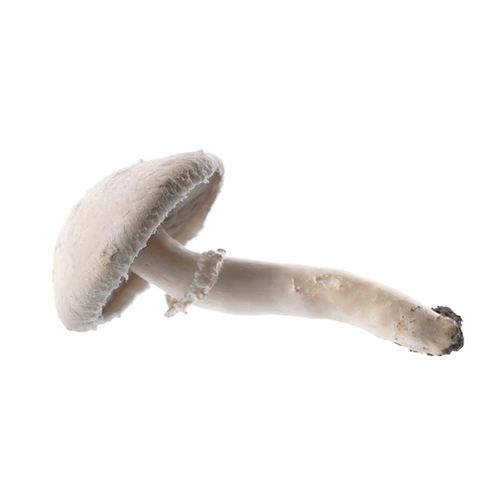 Agaricus Campestris | M��scaros - Festival do Cogumelo