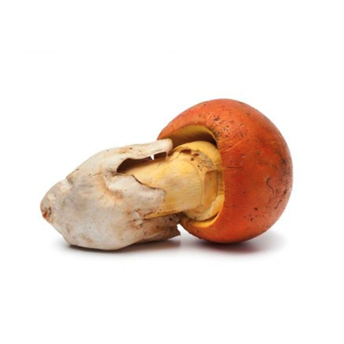 Amanita Ceasarea | M��scaros - Festival do Cogumelo
