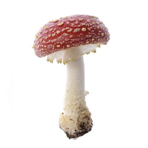 Amanita Muscaria | M��scaros - Festival do Cogumelo