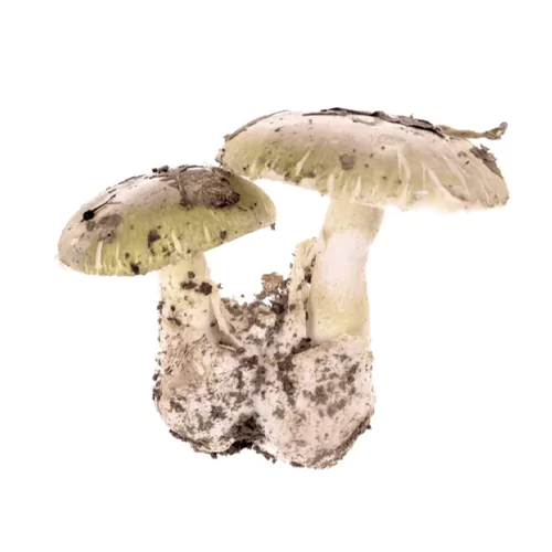 Amanita phalloides | M��scaros - Festival do Cogumelo
