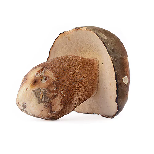 Boletus aereus | M��scaros - Festival do Cogumelo