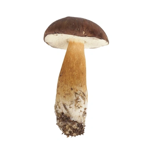Boletus badius | M��scaros - Festival do Cogumelo