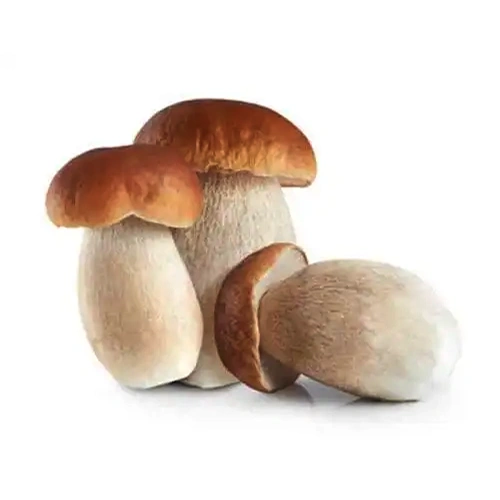 Boletus Edulis | M��scaros - Festival do Cogumelo
