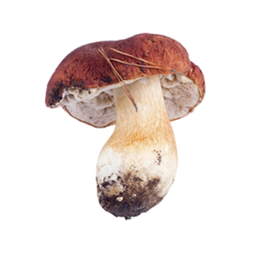 Boletus pinophilus | M��scaros - Festival do Cogumelo