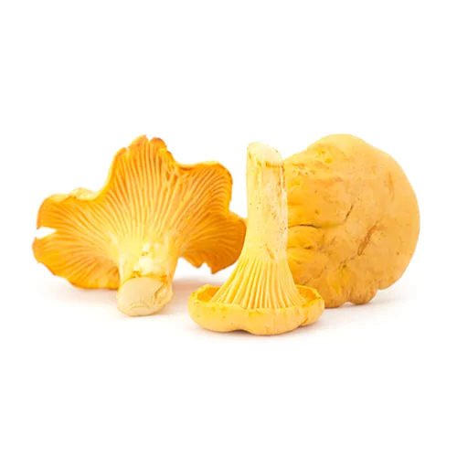 Cantharellus cibarius | M��scaros - Festival do Cogumelo