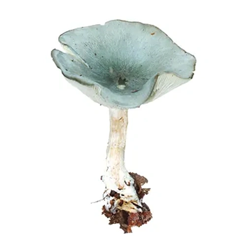 Clitocybe Odora | M��scaros - Festival do Cogumelo