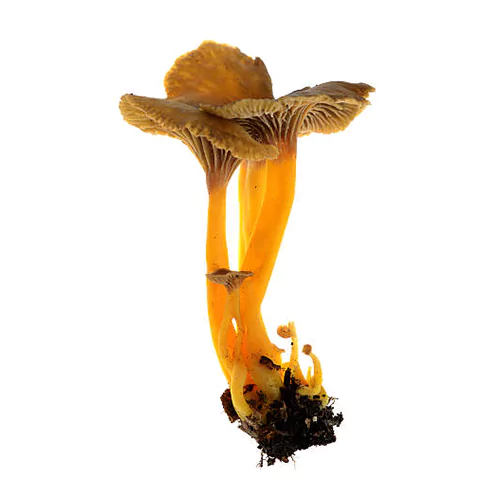 Craterellus lutescens | M��scaros - Festival do Cogumelo
