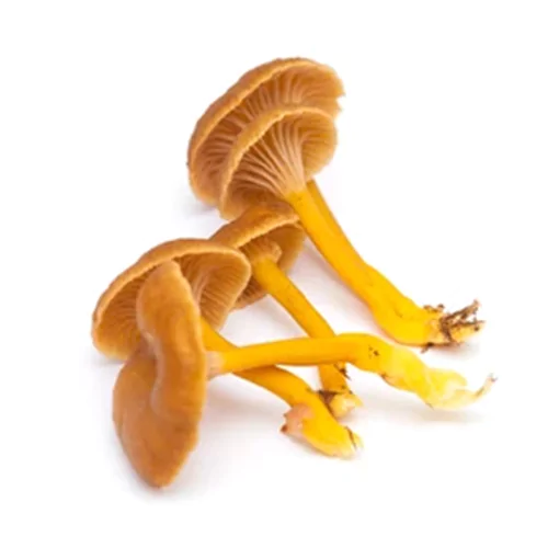 Craterellus tubaeformis | M��scaros - Festival do Cogumelo