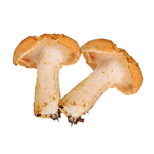 Hydnum repandum | M��scaros - Festival do Cogumelo
