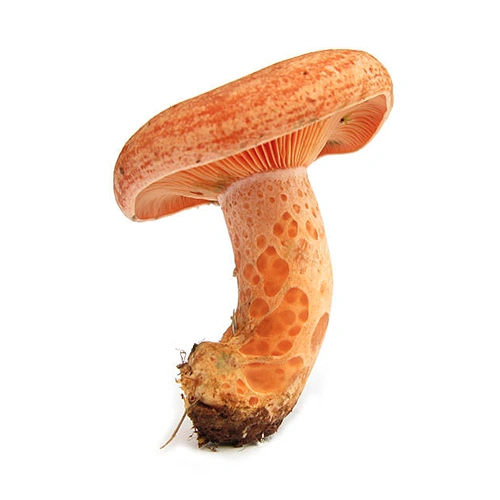 Lactarius Deliciosus | M��scaros - Festival do Cogumelo