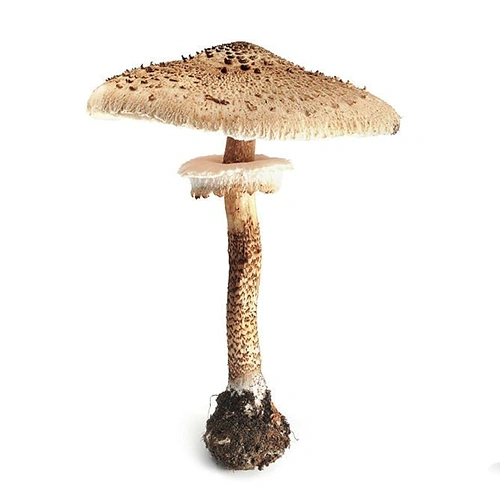 Macrolepiota Procera | M��scaros - Festival do Cogumelo