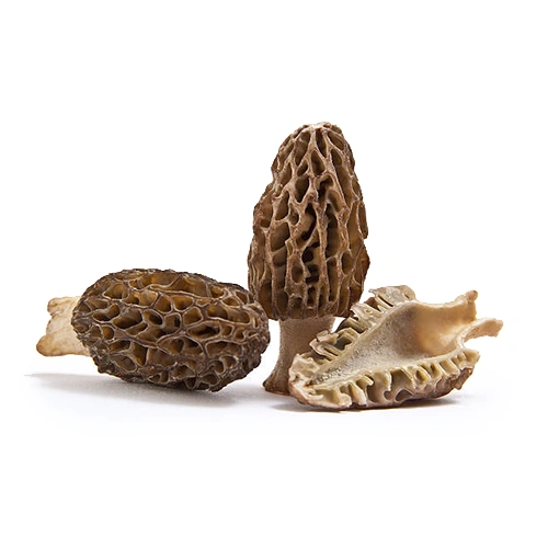 Morchella Esculenta | M��scaros - Festival do Cogumelo