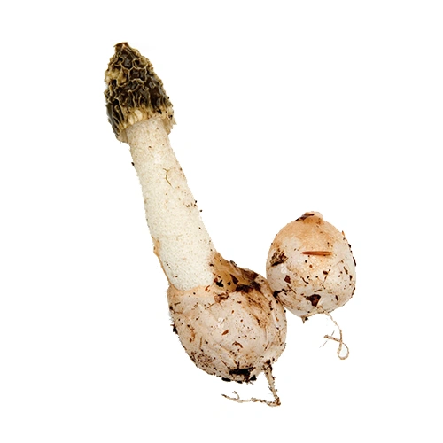 Phallus Impudicus | M��scaros - Festival do Cogumelo