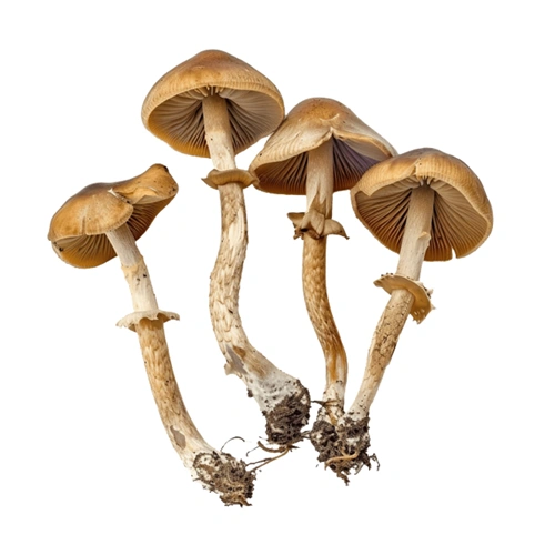 Psilocybe | M��scaros - Festival do Cogumelo