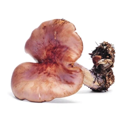 Russula Cyanoxantha | M��scaros - Festival do Cogumelo