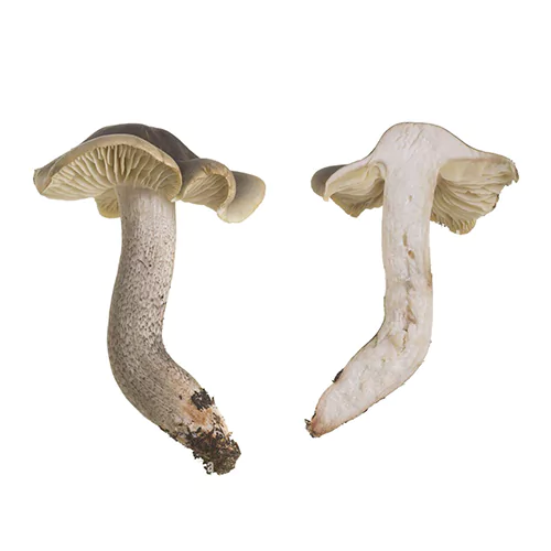 Tricholoma portentosum | M��scaros - Festival do Cogumelo