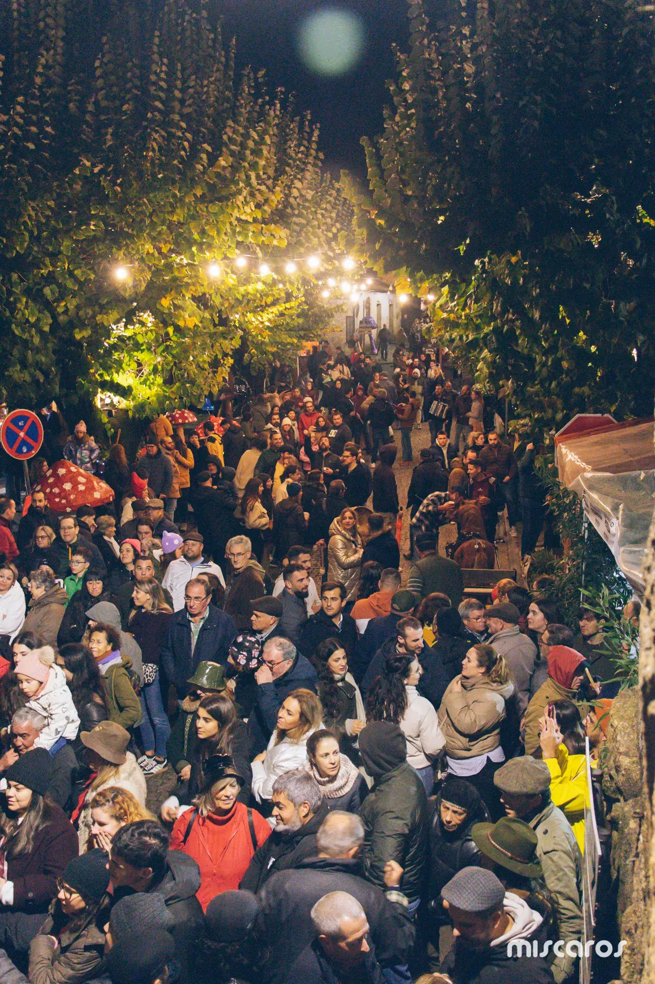 Míscaros - Festival do Cogumelo 2025 | Sábado